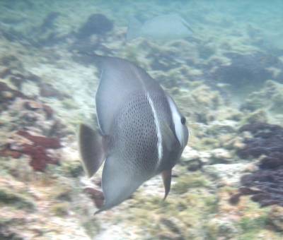 Looks like the new waterproof camera works!
