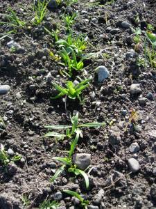 DSCN0554.JPG
