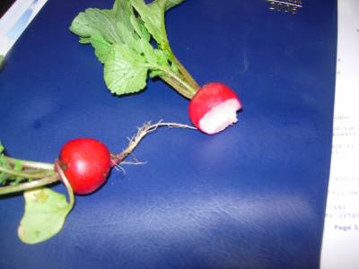 DSCN0572.JPG