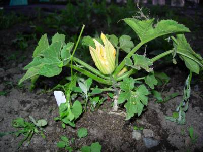 DSCN0589.JPG
