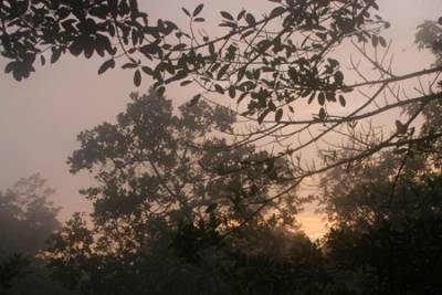 A new day\'s pink sky filters through the morning mist