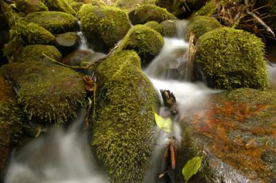 A waterfall in the cloud forest at Monteverde.
