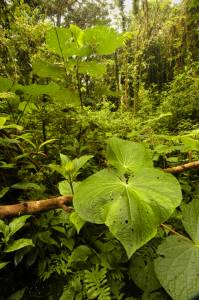 Thick vegetation is abundant in Monteverde’s lush rainforests.