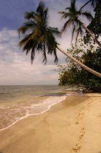White, sandy shores hold beautiful palm trees in Cahuita National Park.