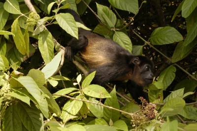 In the park, a howler monkey snacks on some fruit.