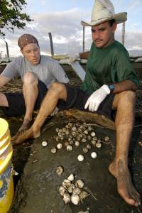 An exhumed nest is sorted by volunteers