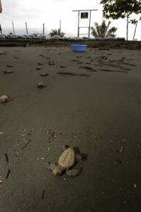 "Tortugitas" being released to the wild