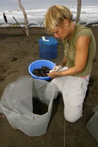 A volunteer counts hatchling turtles 