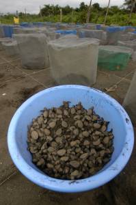 Hatchlings inside the Vivero (nursery)
