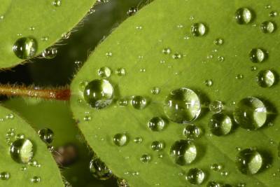 Water condenses on a leaf