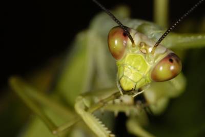 A preying mantis cleans it\'s foot