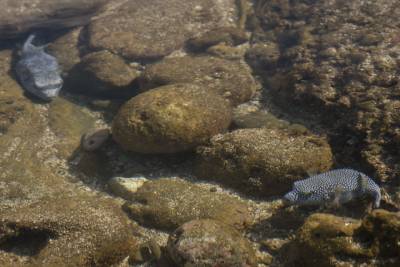 Puffer fish keep in the shadows of the contoured rock.