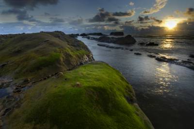 A growth of green algae glows with the last few rays of daylight