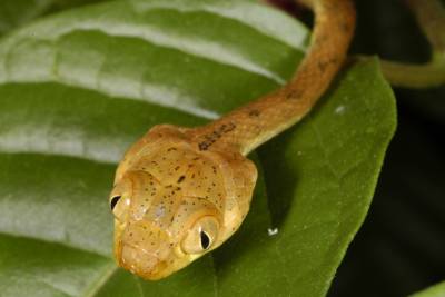 Blunt Headed Vine Snake