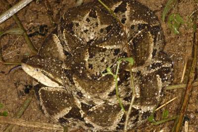 Terciopelo    Fer-de-lance    Bothrops asper