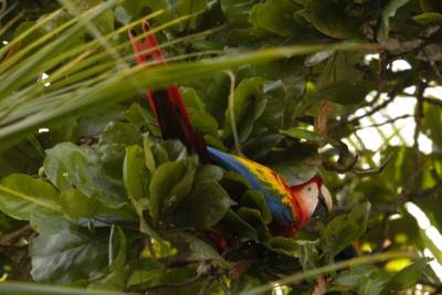 A Scarlet Macaw searches for nuts in an almond tree