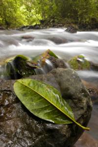 A leaf sits in the middle of a babbling stream