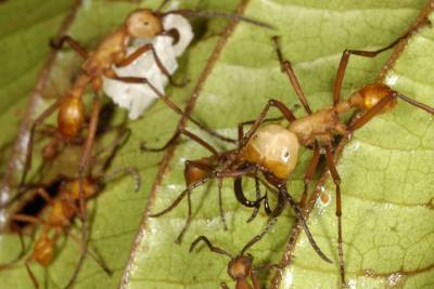 With a set of extremely large pincers, this soldier stands gaurd while workers move the colony