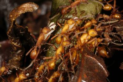 Carrying larva, a troop of worker ants march over others which have formed a \"road\"