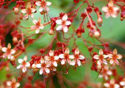 Filtered light saturates the color of these vivid red flowers