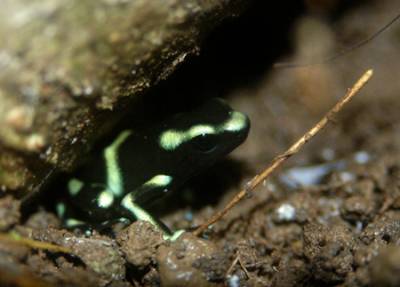Black and green poison dart frog (D. auratus)