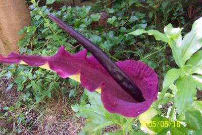 IDflower blogpost.jpg