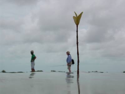 Mangroves grow everywhere out here