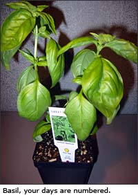 basil.jpg