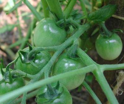 greengrapetomato.jpg