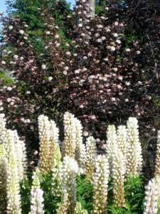 lupine.JPG
