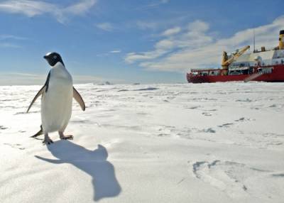penguinA.jpg