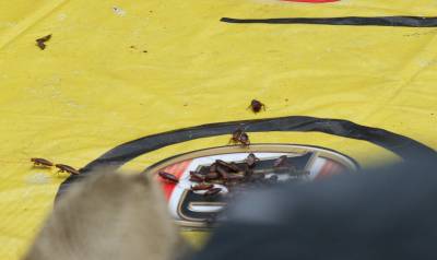 roaches.jpg