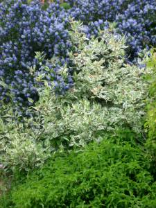 shrubs.jpg
