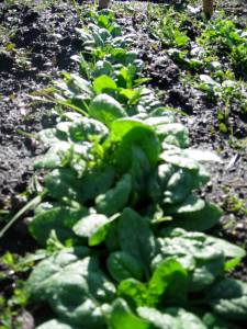 spinach.jpg