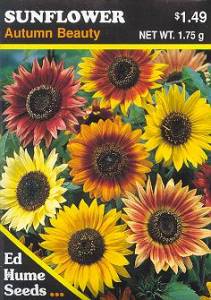sunflower1.jpg