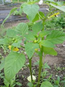 tomatillo.jpg