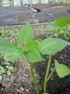 tomatillo.jpg