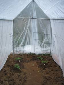 tomatoes.JPG