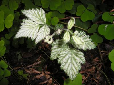 trillium.jpg