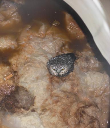 Who? This owl says "Poo"