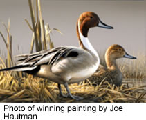 2008 Duck stamp winner