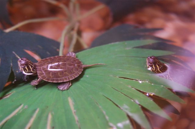 Painter turtles