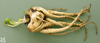 w-ugly veg-winning parnsip-350x150.jpg