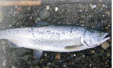 Fly Fishing